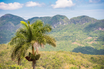 Fototapeta na wymiar View of the Vinales valley, Pinar del Rio, Cuba. Copy space for text.