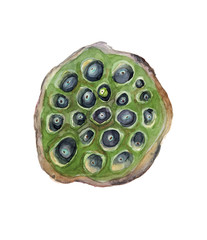 Watercolor hand drawn illustration of lotus fruits isolated on white