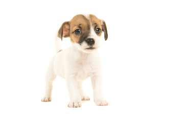 Cute brown and white jack russel terrier puppy  seen from the front facing the camera standing isolated on a white background