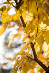 Yellow Autumn Leaves on Tree
