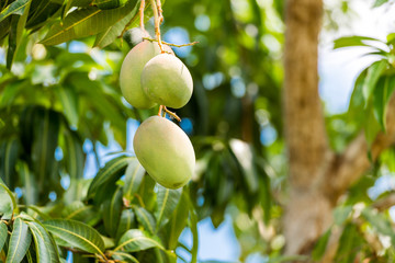 Fruits of mango on a branch of a tree with a blurred background, Vinales, Pinar del Rio, Cuba. Close-up.