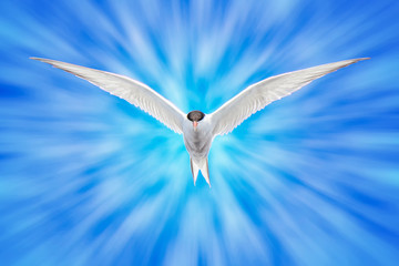 Common Tern hovering in flight against bright colorful light rays