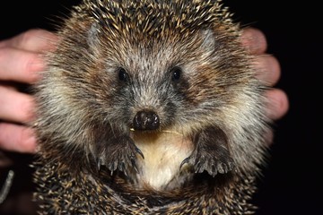 The great cute hedgehog