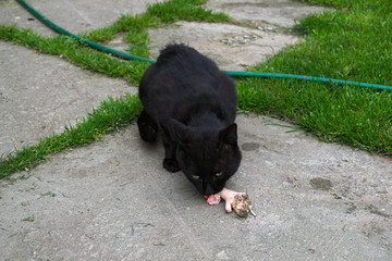 Cat eating chicken leg