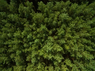 Foto op Plexiglas aerial view  of green pine tree forest in european - top view © Riko Best