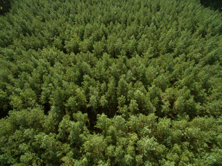 aerial view  of green pine tree forest in european - top view