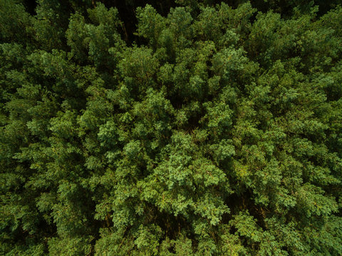 Fototapeta aerial view  of green pine tree forest in european - top view