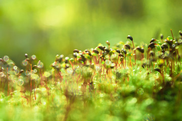 Close up of blooming green moss. Blur background with glare. Toned.
