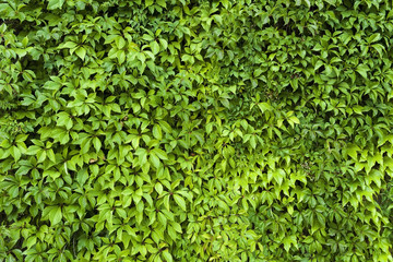 Obraz premium Natural leaves texture of green hedge background.
