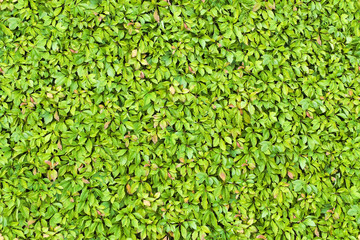Obraz premium Seamless texture of green leaves background hedge.