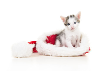 Fototapeta na wymiar Cute tabby and white baby cat sitting in santa's hat on a white background