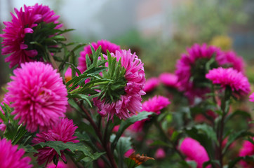 asters in the autumn garden. flower gardens