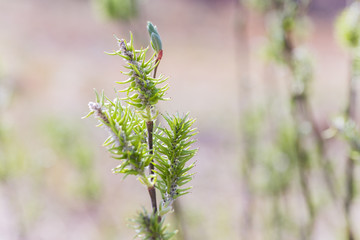 Risen blooming inflorescences female flowering catkin or ament on a Salix alba (white willow) in early spring before the leaves. Collect pollen from flowers and buds.