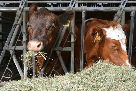 Fressende Kühe im Stall