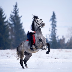young man riding horse outdoor in winter