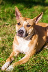 The dragonfly has sat down on a forehead to the dog