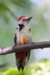 woodpecker in natural habitat (Picoides Pubescens)