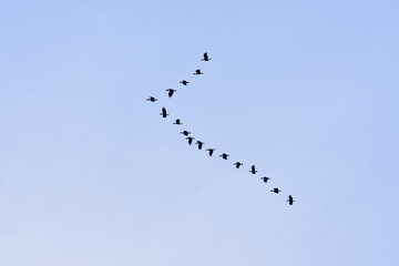 A flocking of Plain-pouched hornbill, Aceros subruficollis, Thailand 
