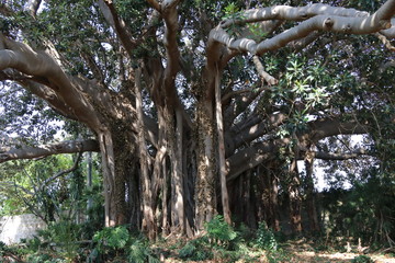 Monumento della natura