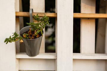 A colorful display of outdoor summer flowers including a bucket of yellow daisies.