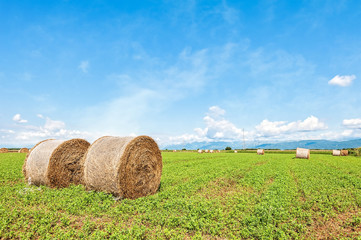 Hay bales in a summer field. Rural landscape.