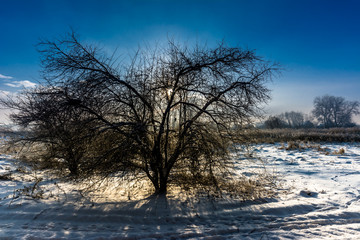 Alone tree in winter landscape with sunset sky, moody scene