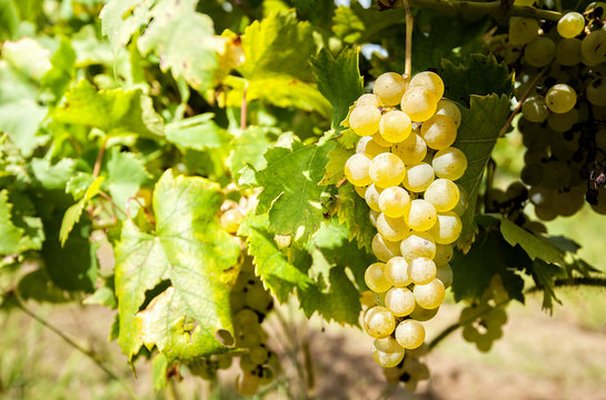 White grapes in the vineyard