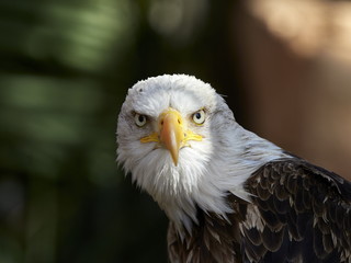 The Bald Eagle (Haliaeetus leucocephalus) portrait