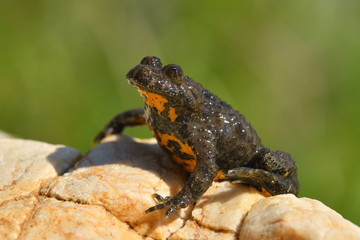 frog outdoor (bombina bombina)