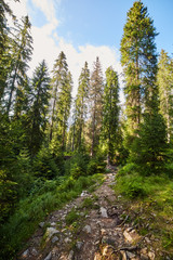 Pine forest and hiking trail in the mountains