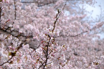 東京の桜