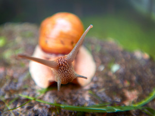 Roman Snail - Helix pomatia outdoor