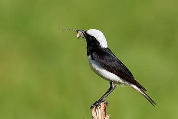 Naklejka premium The pied wheatear (Oenanthe pleschanka) in natural habitat - male