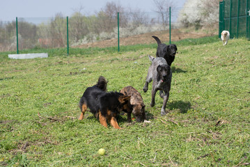 Naklejka na ściany i meble Dogs playing together on the dogs shelter playground