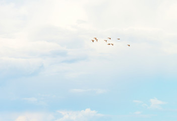 Geese flying in a blue cloudy sky in sunlight in summer

