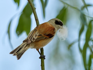 Obraz premium penduline tit during construction of suspended nest on willow branch (remiz pendulinus)