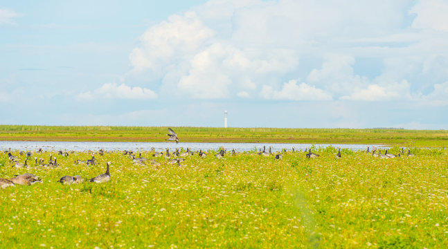 Geese in a green field along a lake in summer
