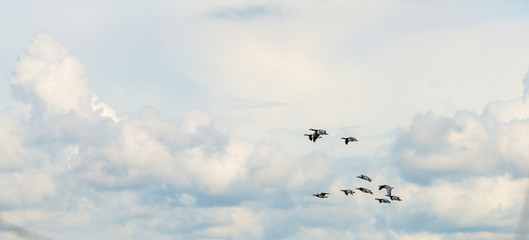 Geese flying in a blue cloudy sky in sunlight in summer