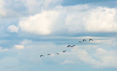 Geese flying in a blue cloudy sky in sunlight in summer