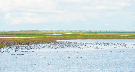 Geese swimming along the shore of a lake in summer