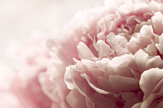 Macro background of peony flower.