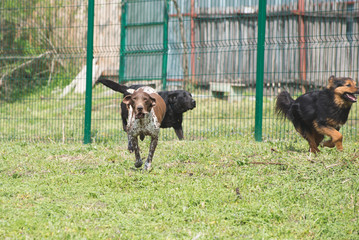 Dogs from dogs shelter