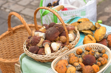mushroom grown in the forest