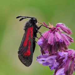 Naklejka premium Transparent Burnet moth (Zygaena purpuralis) on purple flower