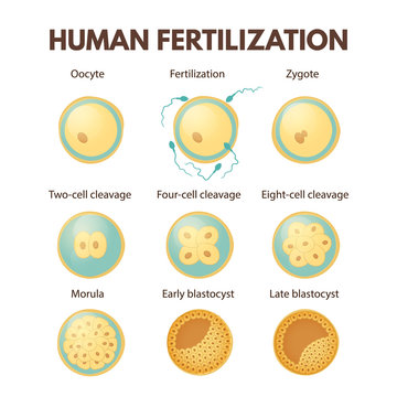 Human fertilization