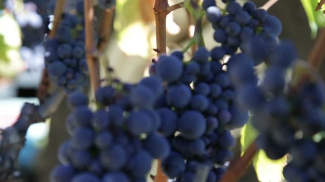 the tractor passes behind the grape bunches