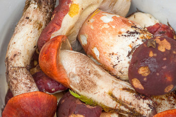 mushroom grown in the forest