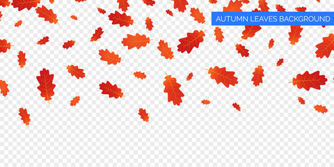 Autumn background design. Autumn falling leaves on transparent background. Vector autumnal foliage fall of oak leaves.