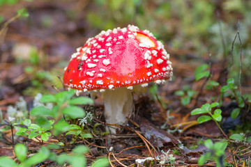 mushroom grown in the forest