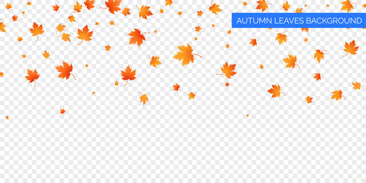 Autumn falling leaves on transparent background. Vector autumnal foliage fall of maple leaves. Autumn background design